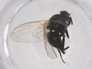  ( - CBG-B04146-F07)  @11 [ ] CreativeCommons - Attribution Share - Alike (2025) Centre for Biodiversity Genomics Centre for Biodiversity Genomics