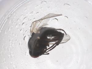  ( - CBG-B04146-H10)  @11 [ ] CreativeCommons - Attribution Share - Alike (2025) Centre for Biodiversity Genomics Centre for Biodiversity Genomics