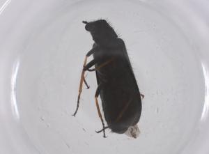  ( - CBG-B04147-B07)  @11 [ ] CreativeCommons - Attribution Share - Alike (2025) Centre for Biodiversity Genomics Centre for Biodiversity Genomics