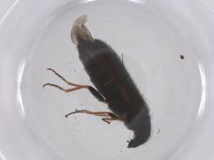  ( - CBG-B04147-B08)  @11 [ ] CreativeCommons - Attribution Share - Alike (2025) Centre for Biodiversity Genomics Centre for Biodiversity Genomics