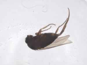  ( - CBG-B04147-C01)  @11 [ ] CreativeCommons - Attribution Share - Alike (2025) Centre for Biodiversity Genomics Centre for Biodiversity Genomics