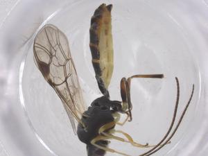  ( - CBG-B04147-G04)  @11 [ ] CreativeCommons - Attribution Share - Alike (2025) Centre for Biodiversity Genomics Centre for Biodiversity Genomics