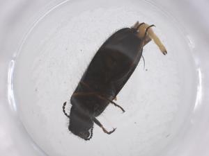  ( - CBG-B04148-B01)  @11 [ ] CreativeCommons - Attribution Share - Alike (2025) Centre for Biodiversity Genomics Centre for Biodiversity Genomics