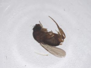  ( - CBG-B04148-C12)  @11 [ ] CreativeCommons - Attribution Share - Alike (2025) Centre for Biodiversity Genomics Centre for Biodiversity Genomics