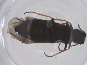  ( - CBG-B04148-D11)  @11 [ ] CreativeCommons - Attribution Share - Alike (2025) Centre for Biodiversity Genomics Centre for Biodiversity Genomics