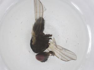  ( - CBG-B04149-B11)  @11 [ ] CreativeCommons - Attribution Share - Alike (2025) Centre for Biodiversity Genomics Centre for Biodiversity Genomics