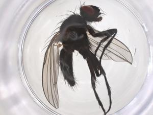  ( - CBG-B04156-H01)  @11 [ ] CreativeCommons - Attribution Share - Alike (2025) Centre for Biodiversity Genomics Centre for Biodiversity Genomics