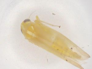  ( - CBG-B04158-C09)  @11 [ ] CreativeCommons - Attribution Share - Alike (2025) Centre for Biodiversity Genomics Centre for Biodiversity Genomics