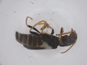  ( - CBG-B04160-D04)  @11 [ ] CreativeCommons - Attribution Share - Alike (2025) Centre for Biodiversity Genomics Centre for Biodiversity Genomics