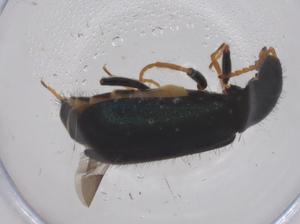  ( - CBG-B04160-E09)  @11 [ ] CreativeCommons - Attribution Share - Alike (2025) Centre for Biodiversity Genomics Centre for Biodiversity Genomics