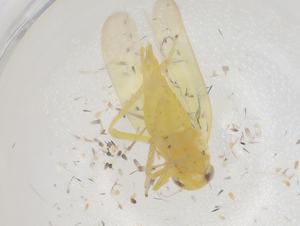  ( - CBG-B04161-D07)  @11 [ ] CreativeCommons - Attribution Share - Alike (2025) Centre for Biodiversity Genomics Centre for Biodiversity Genomics