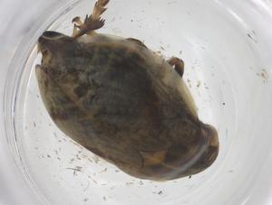  ( - CBG-B04161-H04)  @11 [ ] CreativeCommons - Attribution Share - Alike (2025) Centre for Biodiversity Genomics Centre for Biodiversity Genomics