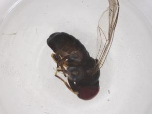  ( - CBG-B04165-A07)  @11 [ ] CreativeCommons - Attribution Share - Alike (2025) Centre for Biodiversity Genomics Centre for Biodiversity Genomics