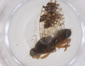  ( - CBG-B04165-D03)  @11 [ ] CreativeCommons - Attribution Share - Alike (2025) Centre for Biodiversity Genomics Centre for Biodiversity Genomics