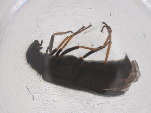  ( - CBG-B04165-G11)  @11 [ ] CreativeCommons - Attribution Share - Alike (2025) Centre for Biodiversity Genomics Centre for Biodiversity Genomics