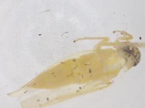  ( - CBG-B05016-A06)  @11 [ ] CreativeCommons - Attribution Share - Alike (2025) Centre for Biodiversity Genomics Centre for Biodiversity Genomics