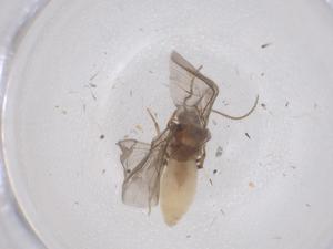  ( - CBG-B05016-C07)  @11 [ ] CreativeCommons - Attribution Share - Alike (2025) Centre for Biodiversity Genomics Centre for Biodiversity Genomics