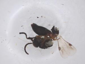  ( - CBG-B05016-D06)  @11 [ ] CreativeCommons - Attribution Share - Alike (2025) Centre for Biodiversity Genomics Centre for Biodiversity Genomics