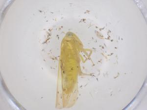  ( - CBG-B05016-D08)  @11 [ ] CreativeCommons - Attribution Share - Alike (2025) Centre for Biodiversity Genomics Centre for Biodiversity Genomics