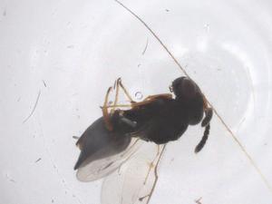  ( - CBG-B05016-H09)  @11 [ ] CreativeCommons - Attribution Share - Alike (2025) Centre for Biodiversity Genomics Centre for Biodiversity Genomics