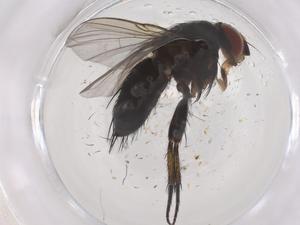  ( - CBG-B05017-B01)  @11 [ ] CreativeCommons - Attribution Share - Alike (2025) Centre for Biodiversity Genomics Centre for Biodiversity Genomics