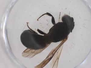  ( - CBG-B05017-C05)  @11 [ ] CreativeCommons - Attribution Share - Alike (2025) Centre for Biodiversity Genomics Centre for Biodiversity Genomics