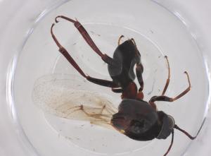  ( - CBG-B05017-C09)  @11 [ ] CreativeCommons - Attribution Share - Alike (2025) Centre for Biodiversity Genomics Centre for Biodiversity Genomics