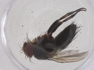  ( - CBG-B05017-C11)  @11 [ ] CreativeCommons - Attribution Share - Alike (2025) Centre for Biodiversity Genomics Centre for Biodiversity Genomics