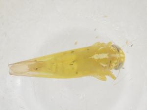  ( - CBG-B05018-B03)  @11 [ ] CreativeCommons - Attribution Share - Alike (2025) Centre for Biodiversity Genomics Centre for Biodiversity Genomics