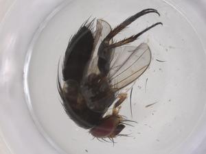  ( - CBG-B05019-A06)  @11 [ ] CreativeCommons - Attribution Share - Alike (2025) Centre for Biodiversity Genomics Centre for Biodiversity Genomics