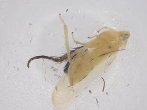  ( - CBG-B05022-C11)  @11 [ ] CreativeCommons - Attribution Share - Alike (2025) Centre for Biodiversity Genomics Centre for Biodiversity Genomics