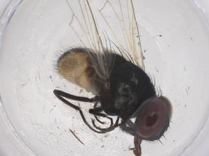  ( - CBG-B05023-C12)  @11 [ ] CreativeCommons - Attribution Share - Alike (2025) Centre for Biodiversity Genomics Centre for Biodiversity Genomics