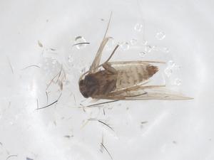  ( - CBG-B20289-E08)  @11 [ ] CreativeCommons - Attribution Share - Alike (2025) Centre for Biodiversity Genomics Centre for Biodiversity Genomics