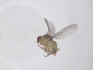  (Phytoliriomyza venustula - CBG-B20291-A09)  @11 [ ] CreativeCommons - Attribution Share - Alike (2025) Centre for Biodiversity Genomics Centre for Biodiversity Genomics