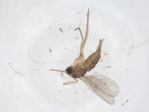  ( - CBG-B20390-F05)  @11 [ ] CreativeCommons - Attribution Share - Alike (2025) Centre for Biodiversity Genomics Centre for Biodiversity Genomics