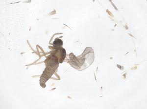  ( - CBG-B20390-H09)  @11 [ ] CreativeCommons - Attribution Share - Alike (2025) Centre for Biodiversity Genomics Centre for Biodiversity Genomics