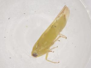  ( - CBG-B20391-A10)  @11 [ ] CreativeCommons - Attribution Share - Alike (2025) Centre for Biodiversity Genomics Centre for Biodiversity Genomics