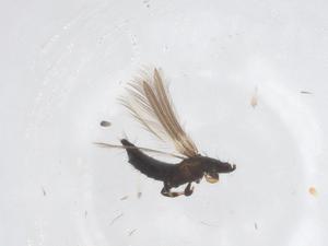  ( - CBG-B20392-D08)  @11 [ ] CreativeCommons - Attribution Share - Alike (2025) Centre for Biodiversity Genomics Centre for Biodiversity Genomics