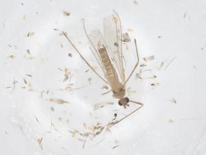  ( - CBG-B20392-F05)  @11 [ ] CreativeCommons - Attribution Share - Alike (2025) Centre for Biodiversity Genomics Centre for Biodiversity Genomics