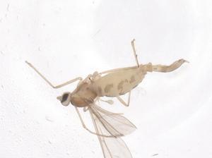  ( - CBG-B20393-H08)  @11 [ ] CreativeCommons - Attribution Share - Alike (2025) Centre for Biodiversity Genomics Centre for Biodiversity Genomics