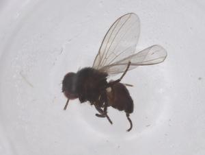  ( - CBG-B20748-B09)  @11 [ ] CreativeCommons - Attribution Share - Alike (2025) Centre for Biodiversity Genomics Centre for Biodiversity Genomics