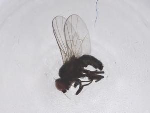  ( - CBG-B20748-B12)  @11 [ ] CreativeCommons - Attribution Share - Alike (2025) Centre for Biodiversity Genomics Centre for Biodiversity Genomics