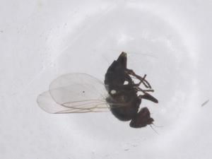  ( - CBG-B20748-F08)  @11 [ ] CreativeCommons - Attribution Share - Alike (2025) Centre for Biodiversity Genomics Centre for Biodiversity Genomics