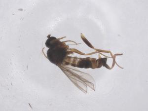  ( - CBG-B20748-F09)  @11 [ ] CreativeCommons - Attribution Share - Alike (2025) Centre for Biodiversity Genomics Centre for Biodiversity Genomics