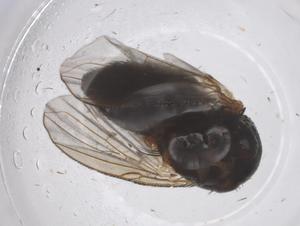  ( - CBG-B20748-H05)  @11 [ ] CreativeCommons - Attribution Share - Alike (2025) Centre for Biodiversity Genomics Centre for Biodiversity Genomics