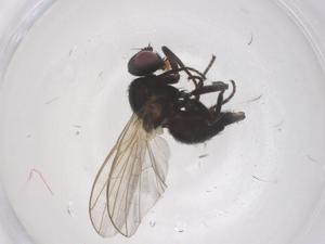  ( - CBG-B20930-A06)  @11 [ ] CreativeCommons - Attribution Share - Alike (2025) Centre for Biodiversity Genomics Centre for Biodiversity Genomics