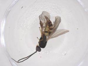  ( - CBG-B20930-B03)  @11 [ ] CreativeCommons - Attribution Share - Alike (2025) Centre for Biodiversity Genomics Centre for Biodiversity Genomics