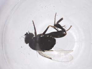  ( - CBG-B20931-H04)  @11 [ ] CreativeCommons - Attribution Share - Alike (2025) Centre for Biodiversity Genomics Centre for Biodiversity Genomics