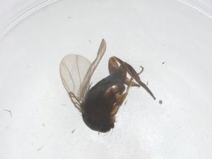  ( - CBG-B20932-A01)  @11 [ ] CreativeCommons - Attribution Share - Alike (2025) Centre for Biodiversity Genomics Centre for Biodiversity Genomics