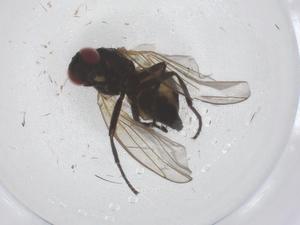  ( - CBG-B20932-C11)  @11 [ ] CreativeCommons - Attribution Share - Alike (2025) Centre for Biodiversity Genomics Centre for Biodiversity Genomics